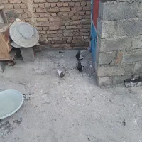 فروش کفتر|پرنده|مرند, |دیوار