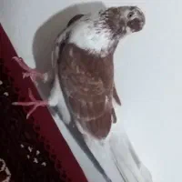 کبوتر