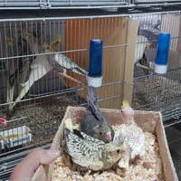 جوجه عروس هلندی سرلاکی خونگی