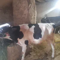گاو