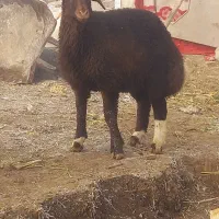 بز گوسفندی و بزغاله بدون بو ضمانتی|حیوانات مزرعه|کرمانشاه, |دیوار