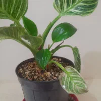 رویش مجددگیاهان اپارتمانی|گل و گیاه طبیعی|اصفهان, پوریای ولی|دیوار