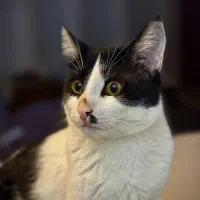 واگذاری گربه