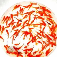 ماهی قرمز|ماهی|قم, آزادگان|دیوار