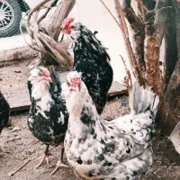 تخم گلین|حیوانات مزرعه|شاهین‌شهر, سعدی شمالی|دیوار