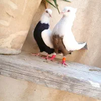 کفتر طوقی دم سیاه|پرنده|شیراز, دلگشا|دیوار