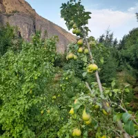 آگهی استخدام باغبان