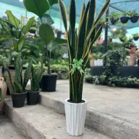 سانسوریا خاص برای روز مادر،هدیه ماندگار، قیمت ویژه|گل و گیاه طبیعی|رشت, بیجارپس|دیوار