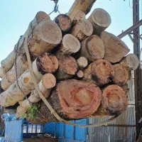 خرید انواع چوب چنارکاج توت..قطع درخت هرس و برش