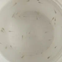 ماهی|ماهی|اردبیل, |دیوار