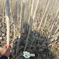 صنوبر ترکیه رقم نیگرا فقط ۱۲هزار تومان