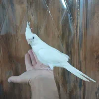 عروس هلندی آلبینو|پرنده|ماهدشت, |دیوار