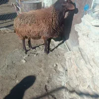 بره نر سالم به شرط هم برای قصابی وهم برای نگهداری|حیوانات مزرعه|ملایر, |دیوار