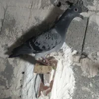 کفتر|پرنده|چناران, |دیوار