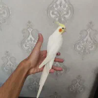 عروس هلندی نر