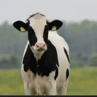 کارگر گاوداری شیری