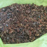 کشمش افتابی