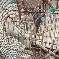 عروس هلندی|پرنده|فردیس, شهرک ناز|دیوار