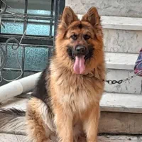 سگ ژرمن شپرد شولاین( کشش)