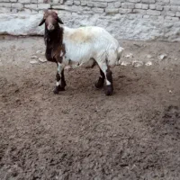 قوچ|حیوانات مزرعه|باغ حلی, |دیوار