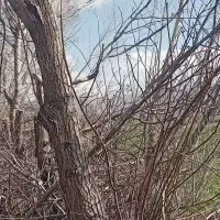 خرید چوب و پیوند گردو بوسیله مهندس با تجربه