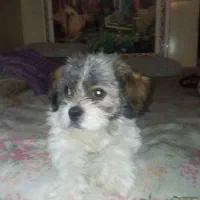 سگ شیتزو نر ۷ ماهه شناسنامه دارد واکسن خورده