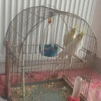 یک جفت نروماده عروس هلندی که هذردونیمه اهلی هستن|پرنده|مراغه, |دیوار