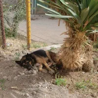 سگ پیدا شده