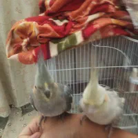 واگذار عروس هلندی