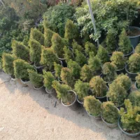 خدمات باغبانی گلکاری کاشت گل درختکاری باغچه کاری|خدمات باغبانی و درختکاری|تهران, تجریش|دیوار