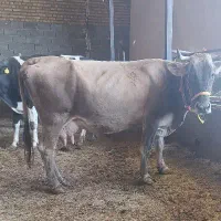 گاو بهران سویس درجه 1