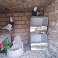 کبوتر طوقی سینه ای