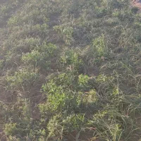 گل زعفران