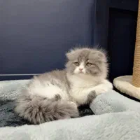 بچه گربه دارای بازدید حضوری در شیراز|گربه|شیراز, تندگویان|دیوار