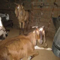 بز پاکستانی دوقلو زا