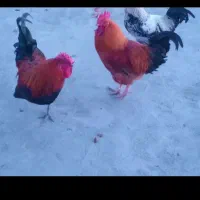 معاوضه خروس با کبوتر
