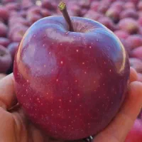 سیب لبنان|حراج|قزوین, |دیوار