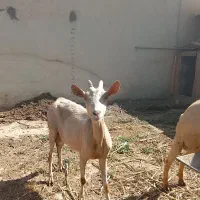 بز سانن . آلپاین و محلی زیر قیمت