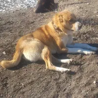 سگ برای گله