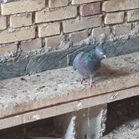 کبوتر|پرنده|جم, |دیوار