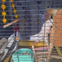 یک جفت عروس هلندی|پرنده|تهران, شکوفه (عبدل آباد)|دیوار