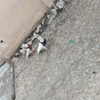 کفتر گرفتنی|پرنده|قم, دروازه ری|دیوار