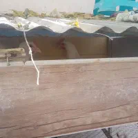 خروس و مرغ محلی و ایام سمانی|حیوانات مزرعه|طرقبه, |دیوار