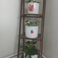 چهارعددگل وگلدون طبیعی بااستند|گل و گیاه طبیعی|تهران, خلیج فارس|دیوار