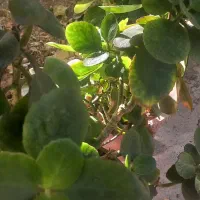 گل برگ قاشقی|گل و گیاه طبیعی|فردوس (خراسان), |دیوار