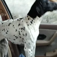 فروش سگ شکاری پوینتر انگلیس اصیل|سگ|آمل, |دیوار