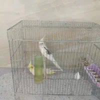 پرنده|پرنده|فسا, |دیوار