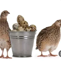 کرواله ماده ۱۵۰ قطعه