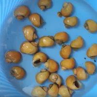 گلدفیش بوفالو|ماهی|سنگر, |دیوار