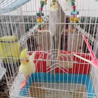 پرنده|پرنده|چناران, |دیوار